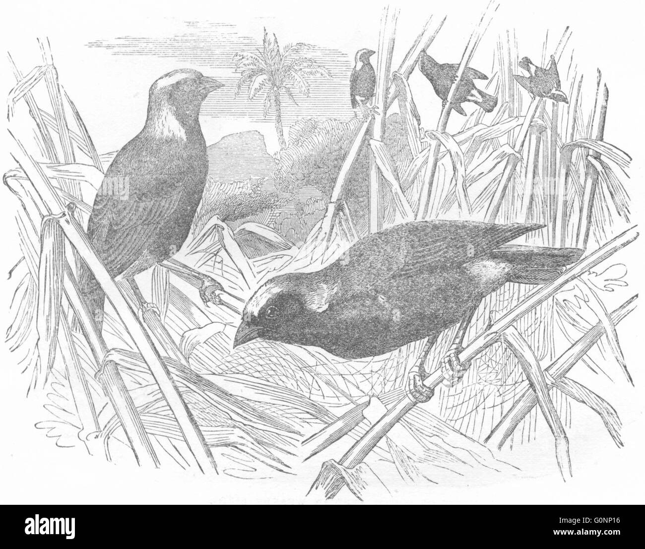 Passereaux Oiseaux : : Weaver : pinsons, antique print c1870 Banque D'Images