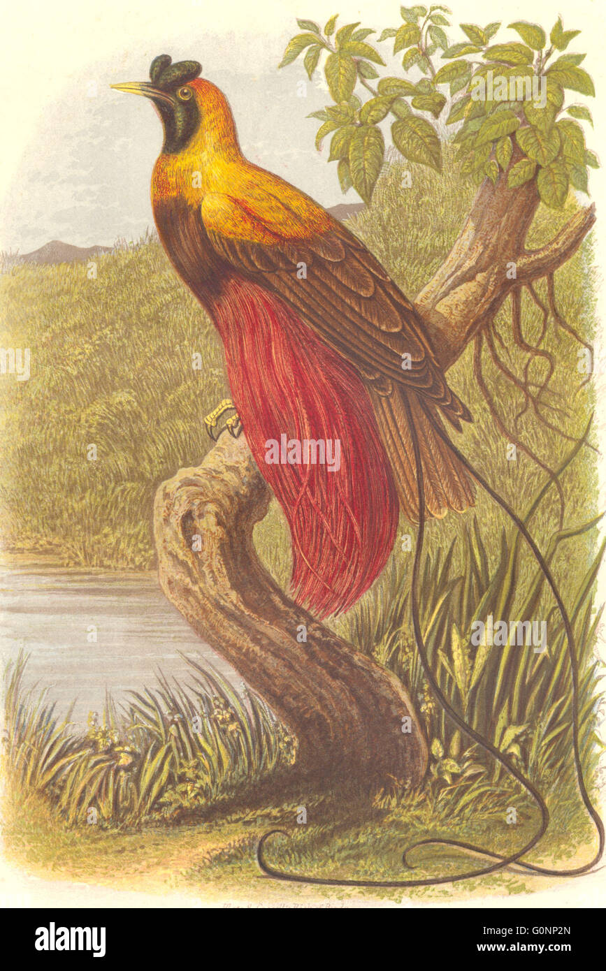 Les oiseaux : Corbeau : oiseau du paradis : Ruby, antique print c1870 Banque D'Images