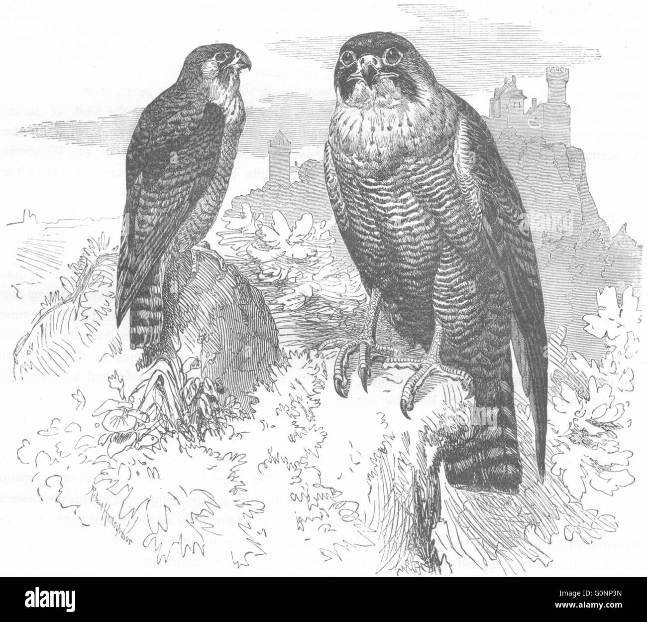Les oiseaux : Catcher : oiseau de proie : Faucon pèlerin, antique print c1870 Banque D'Images