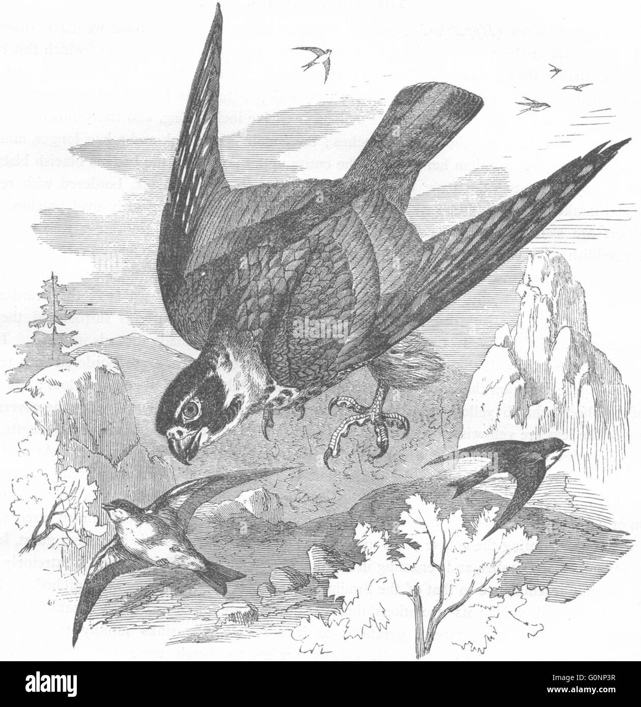 Les oiseaux : Catcher : oiseau de proie : Tree Falcon, antique print c1870 Banque D'Images