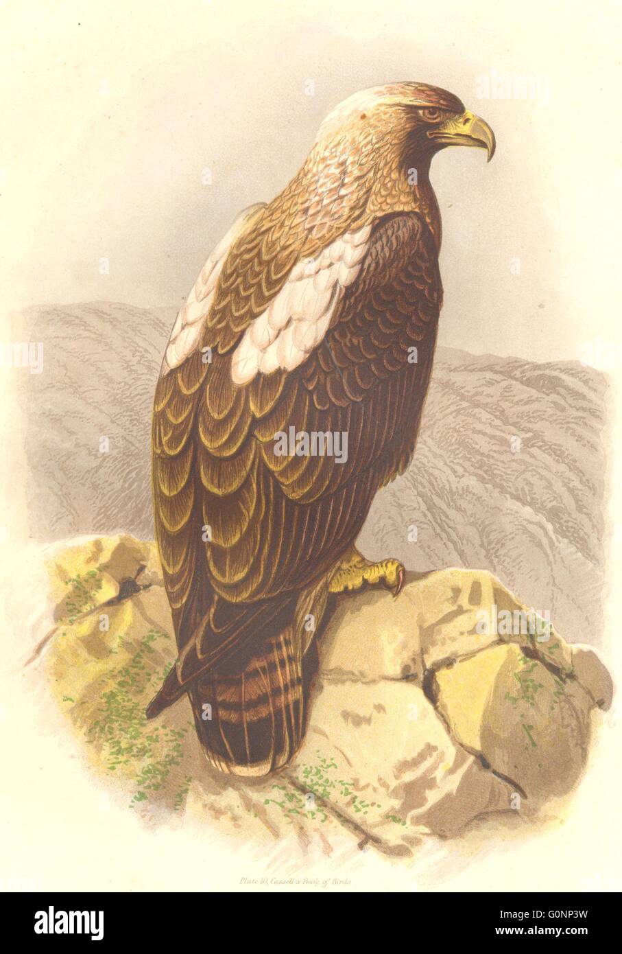 Les oiseaux : Catcher : oiseau de proie : Aigle impérial, antique print c1870 Banque D'Images