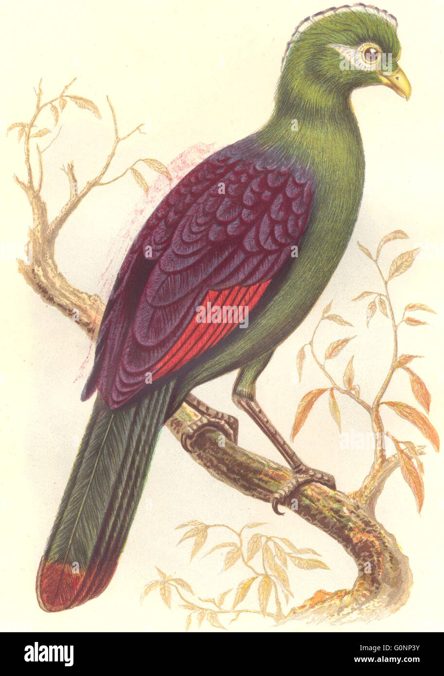 Les oiseaux : Catcher : oiseau proie : Purple Crested Corythaix, antique print c1870 Banque D'Images