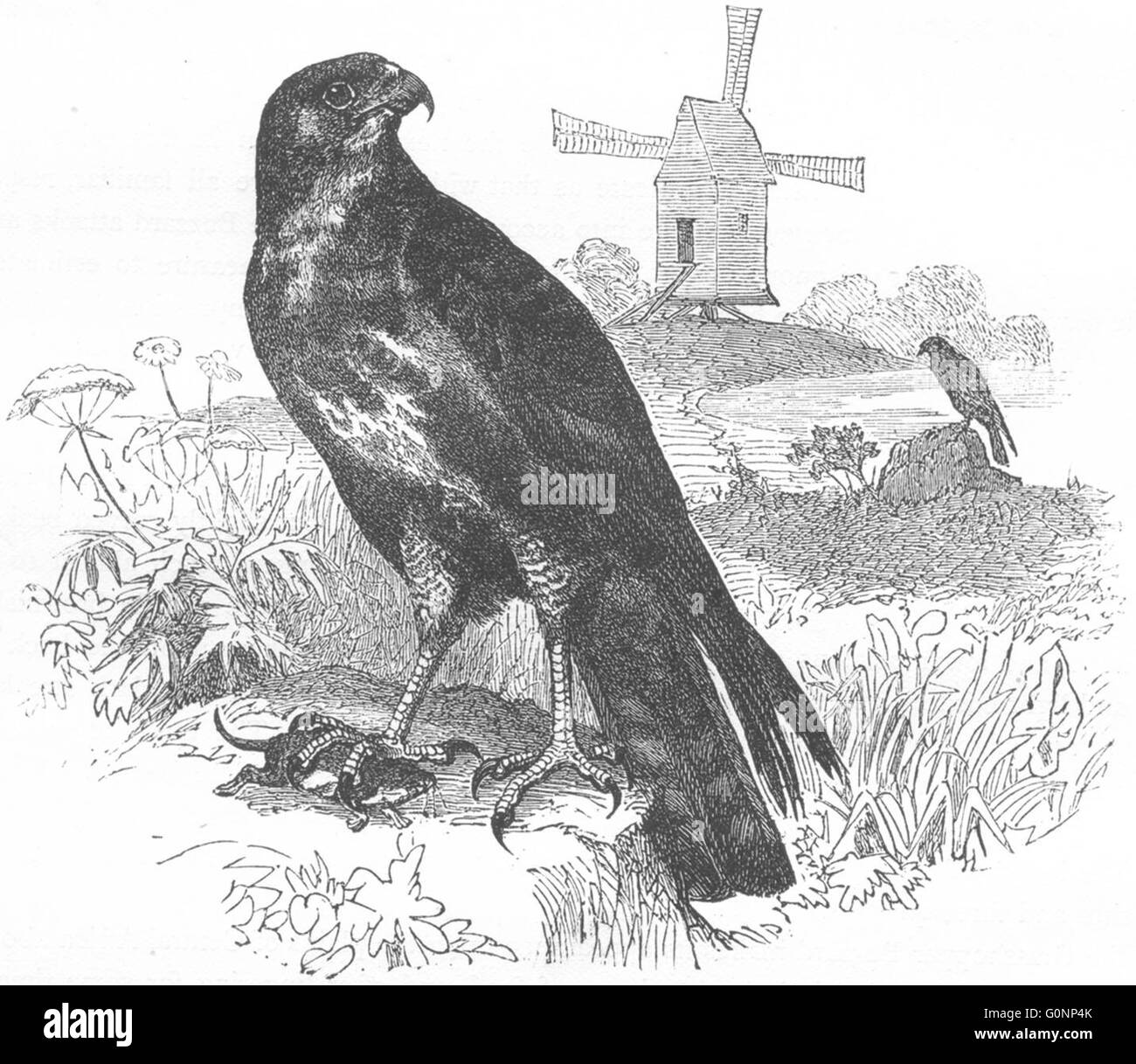Les oiseaux : Les Rapaces : Buzzard : Souris commune, antique print c1870 Banque D'Images