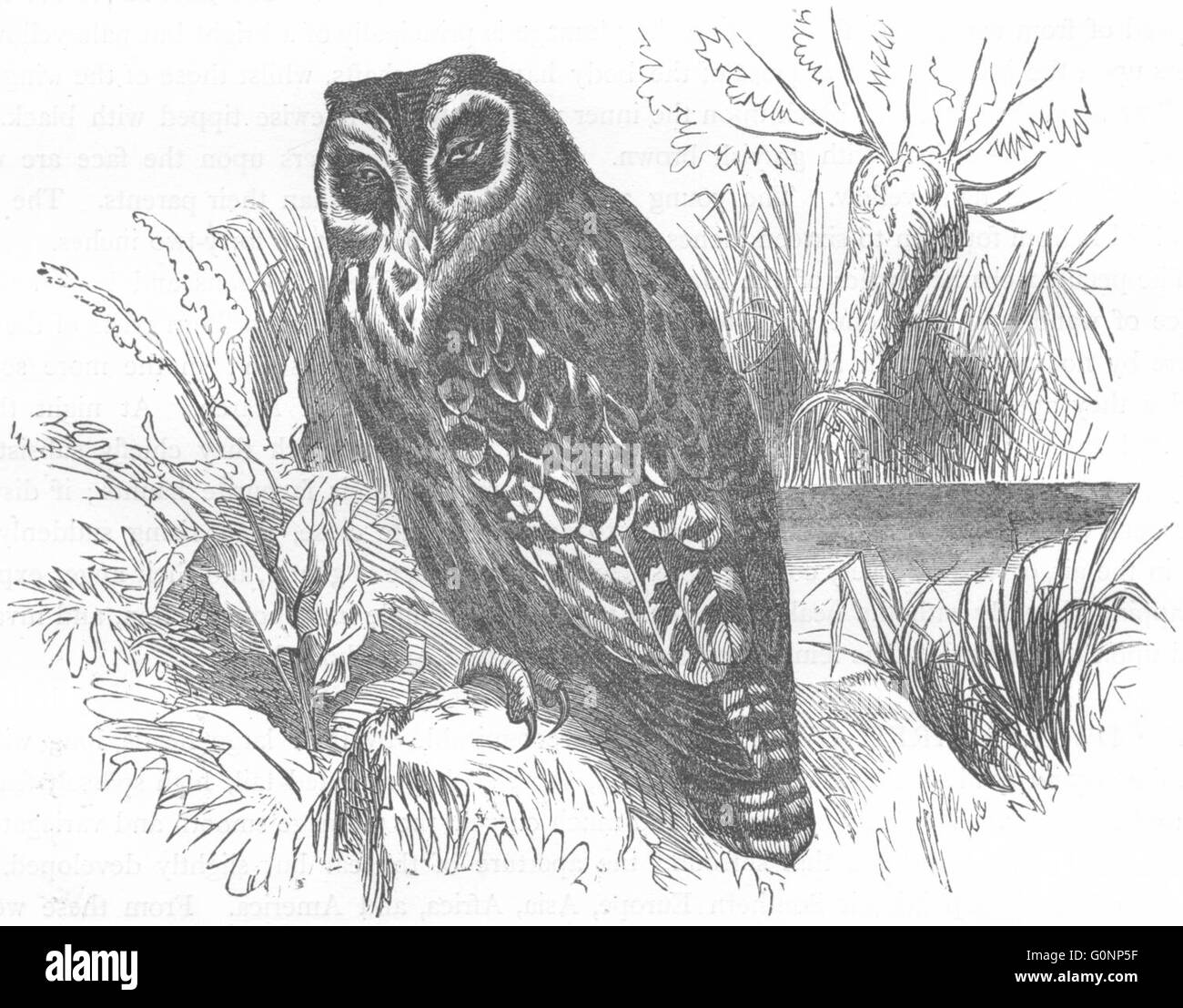 Les oiseaux : Owl : Jour : Marsh, antique print c1870 Banque D'Images