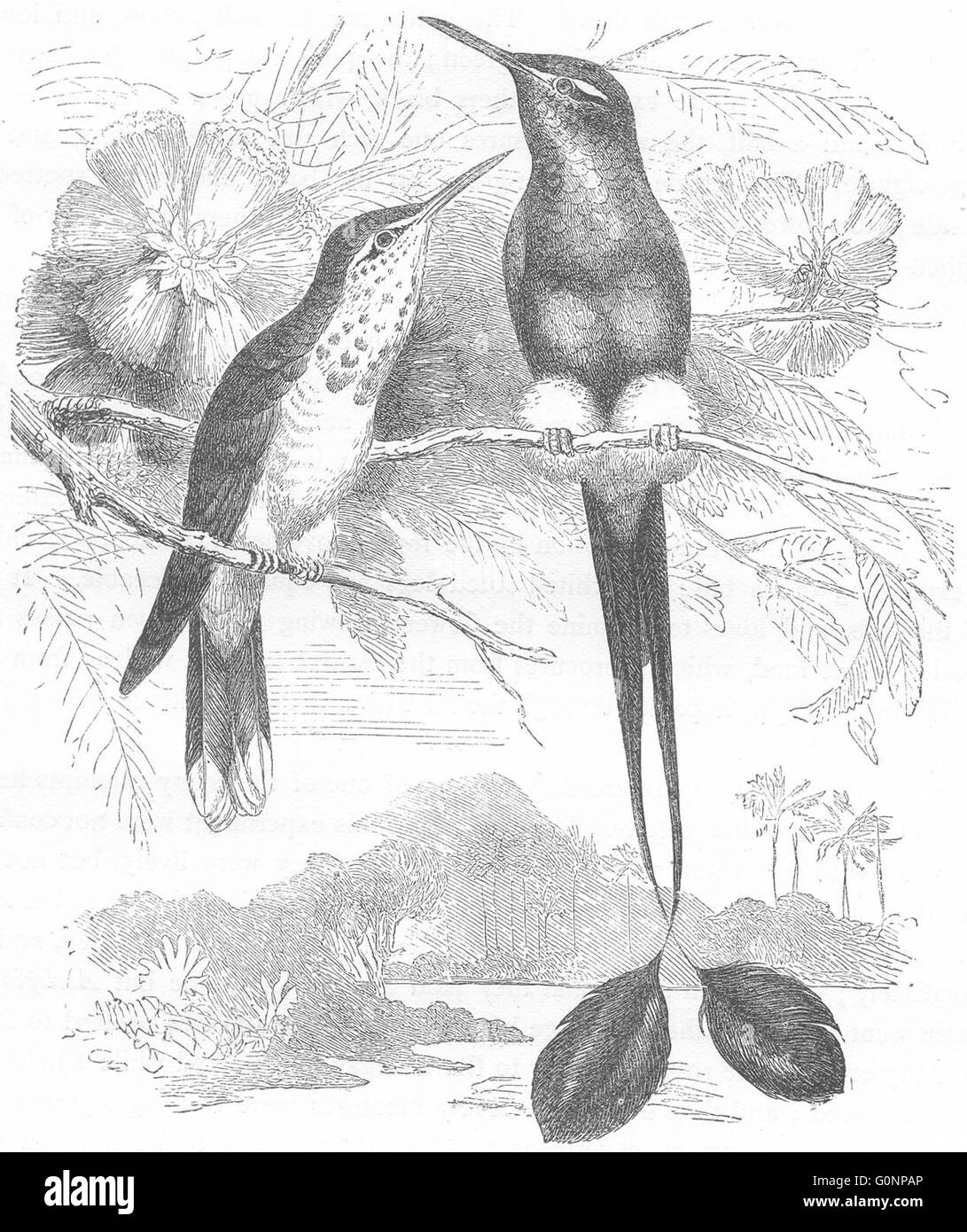 Chercheurs : Hummingbird : Racket-Tail à pieds blancs, antique print c1870 Banque D'Images