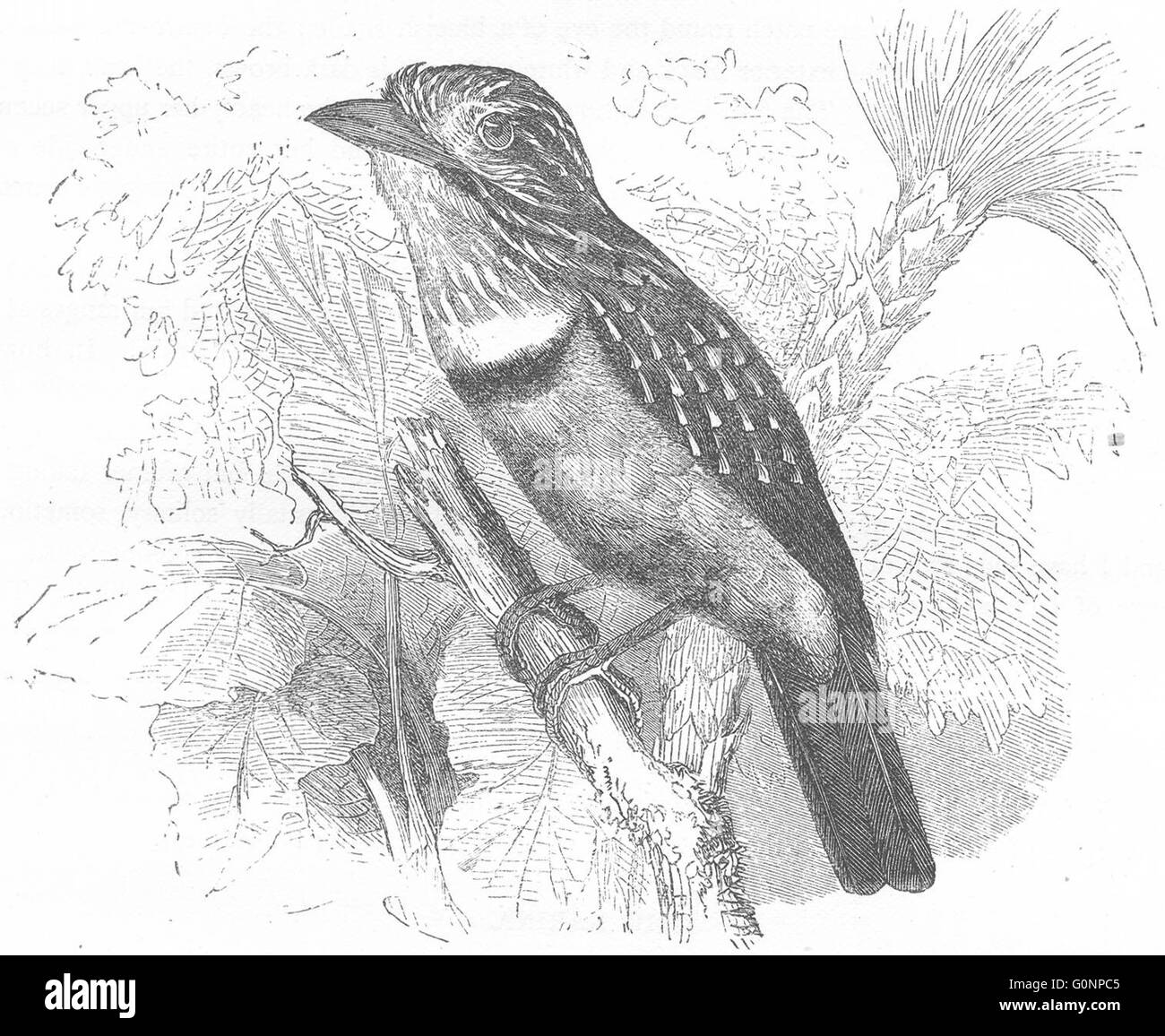 Chercheurs : Buco : Dusky Trappist, Barbus Cuckoo, antique print c1870 Banque D'Images