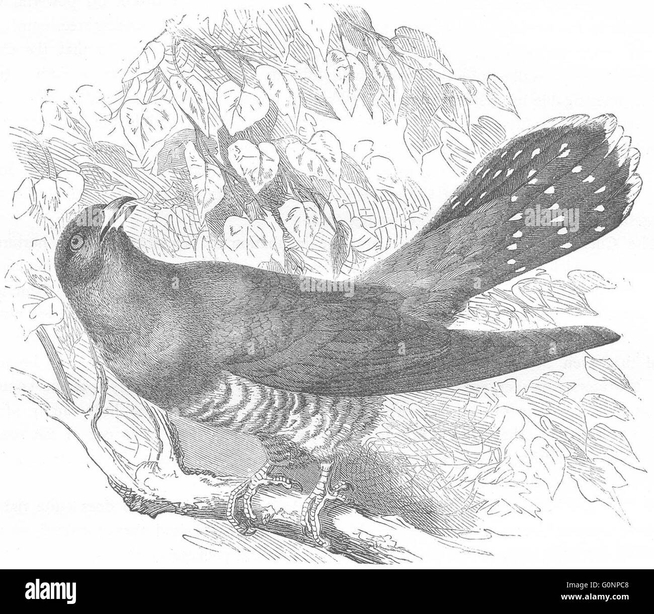 Les oiseaux : Searcher : Cuckoo, antique print c1870 Banque D'Images