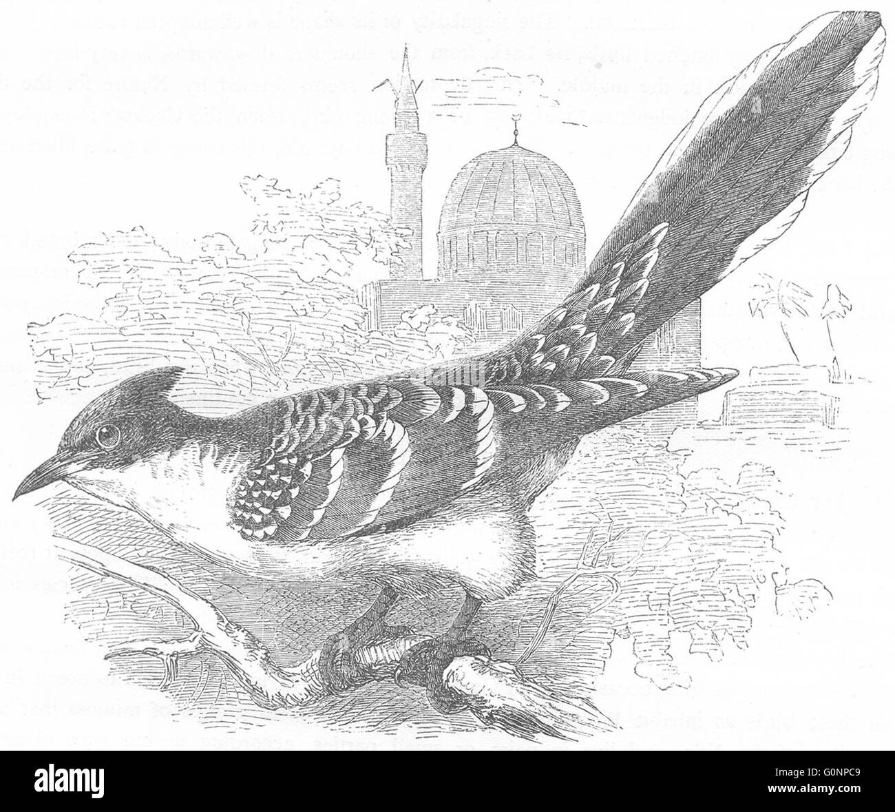 Les oiseaux : Searcher : Cuckoo : Jay, antique print c1870 Banque D'Images