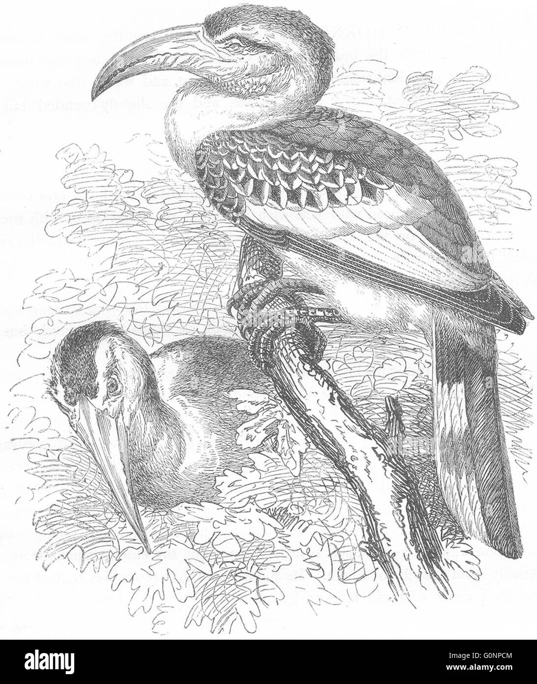Les oiseaux : Searcher : Hornbill : Tok, antique print c1870 Banque D'Images