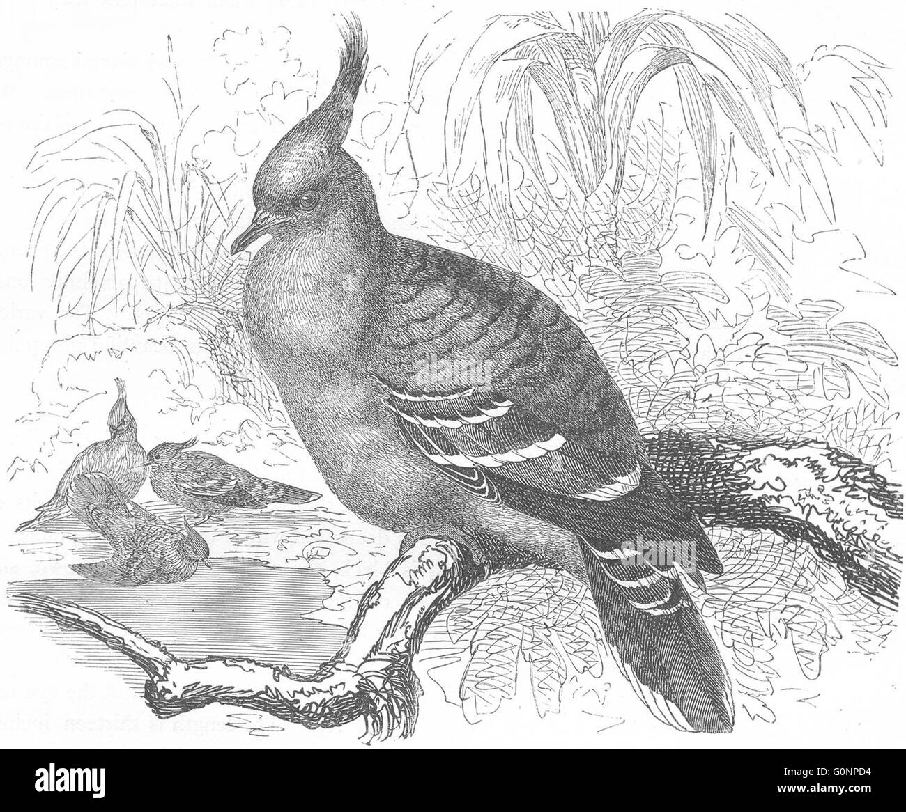 Gallinacés : Pigeon : aile de Bronze, antique print c1870 Banque D'Images