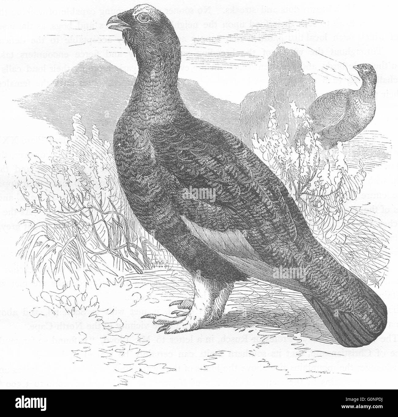 Les lagopèdes gallinacés : Lagopède, antique print c1870 Banque D'Images