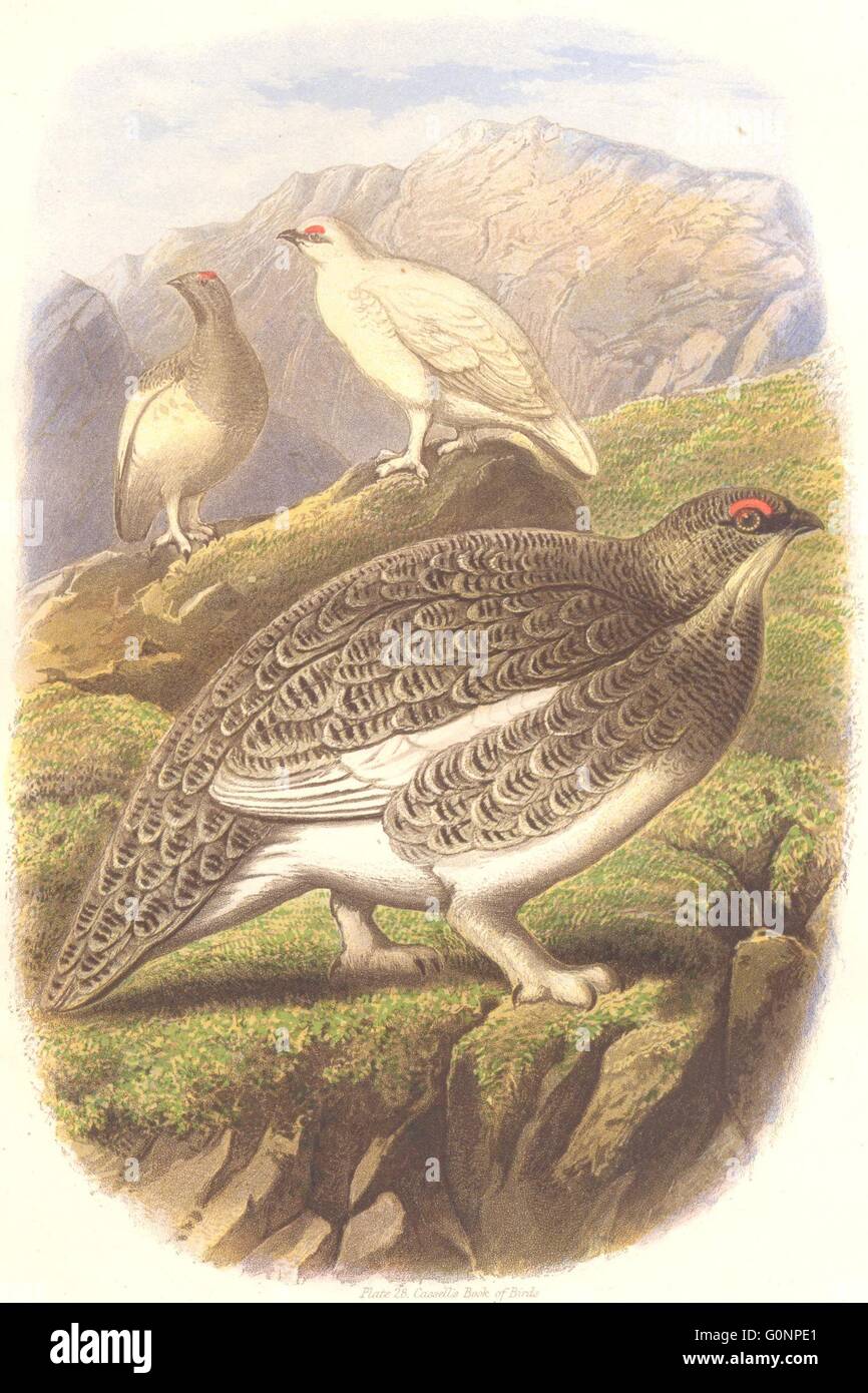 Oiseaux : Oiseaux Gallinacés : Partridge : Ptarmigan, antique print c1870 Banque D'Images