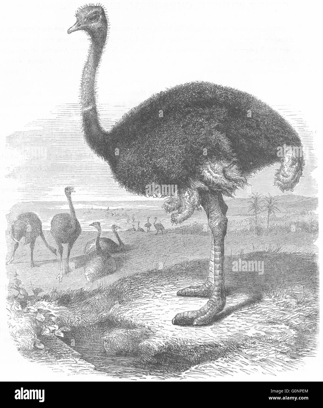 Les oiseaux : Short-Winged Cursorial : autruche oiseaux, antique print c1870 Banque D'Images