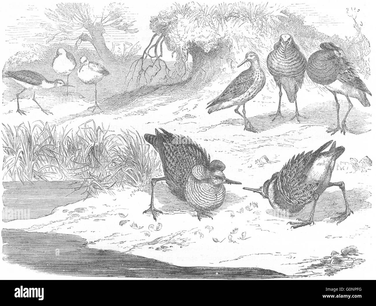 Les oiseaux : Stilt-Walker : Sandpiper : Collerette Combats, antique print c1870 Banque D'Images