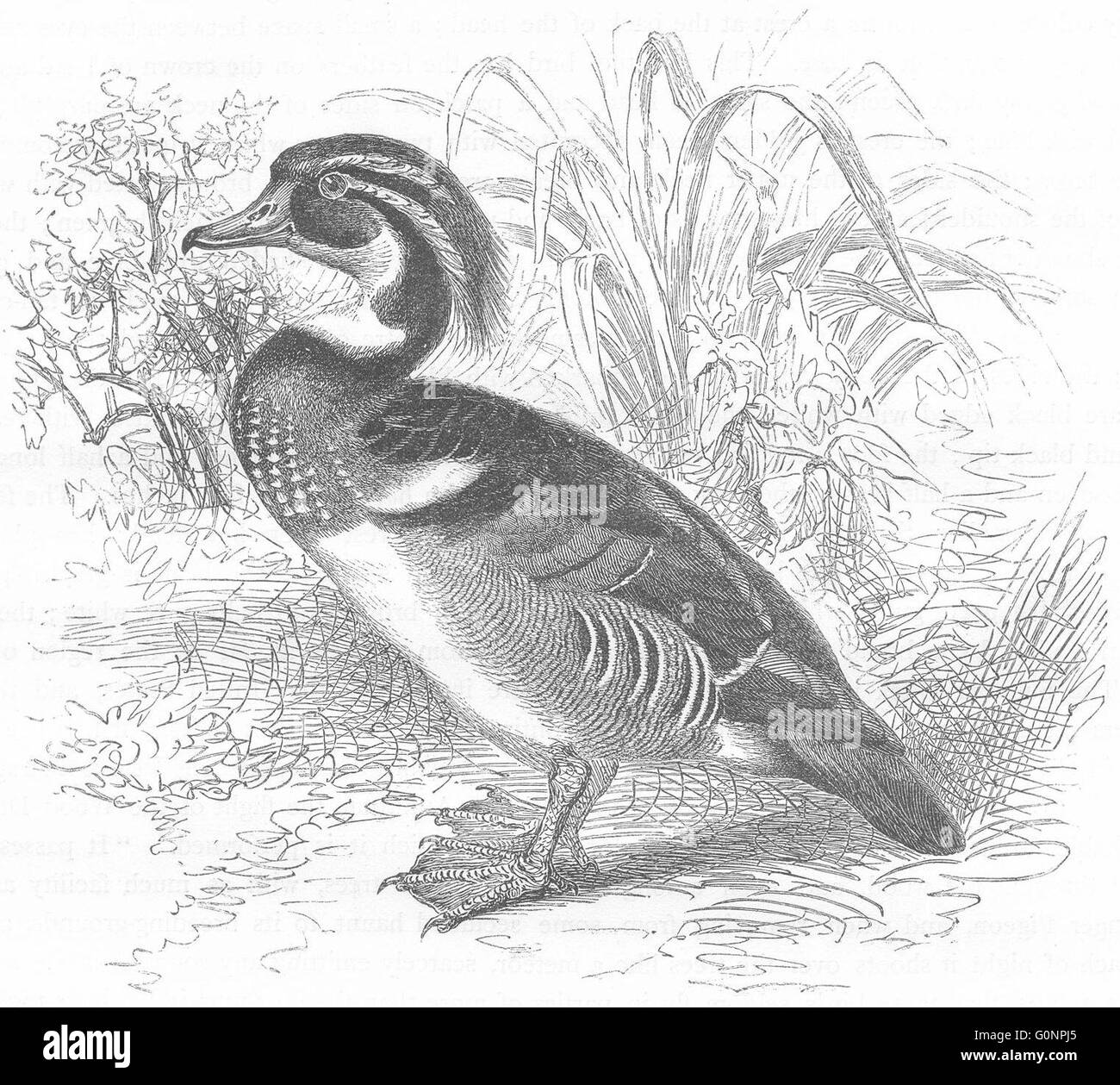 Les oiseaux : les nageurs : Canard : été, ancien c1870 Banque D'Images