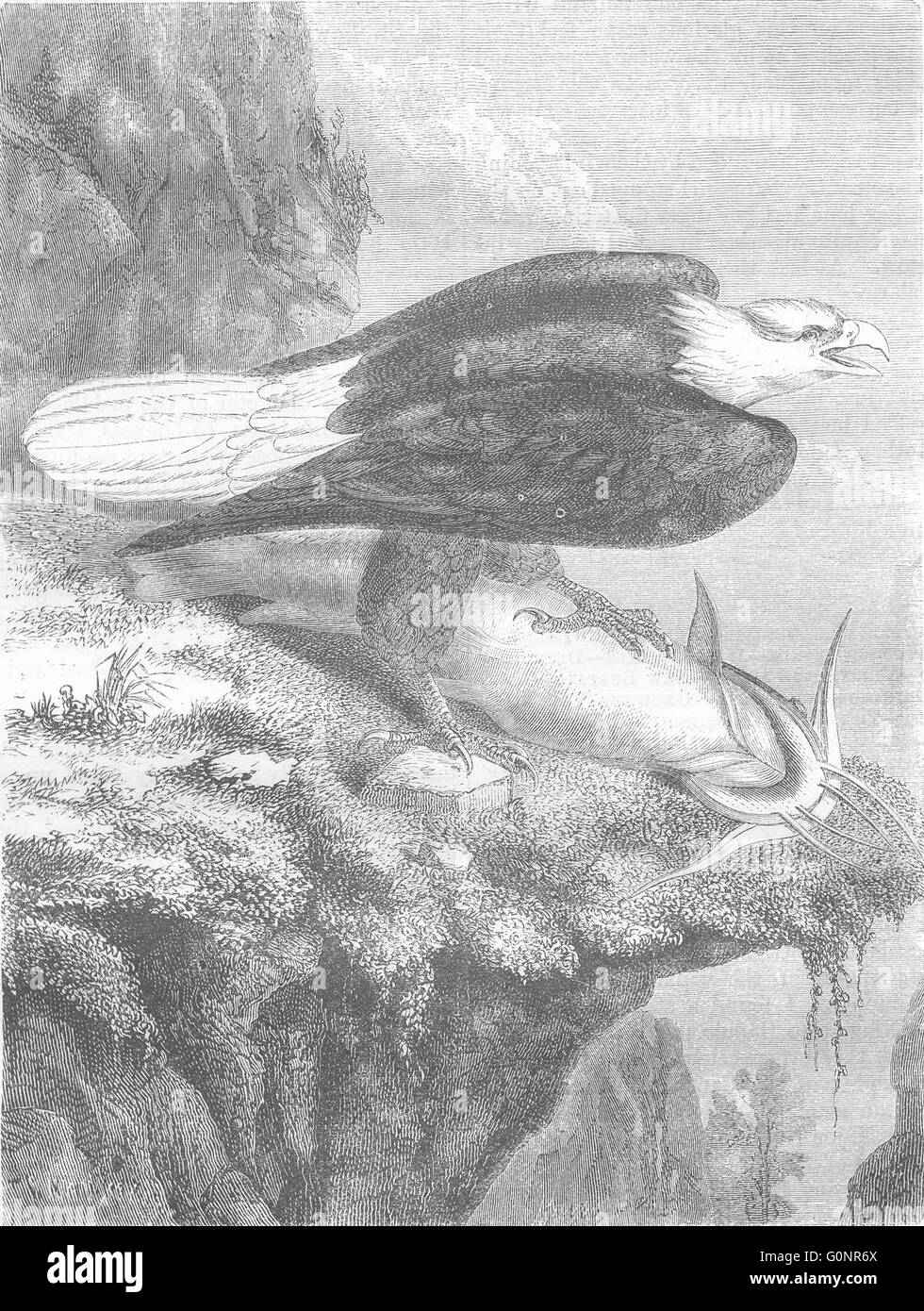 Les oiseaux : White-Headed Eagle, ancien 1870 Banque D'Images