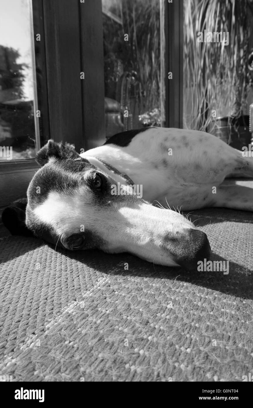 Chien au repos Banque D'Images