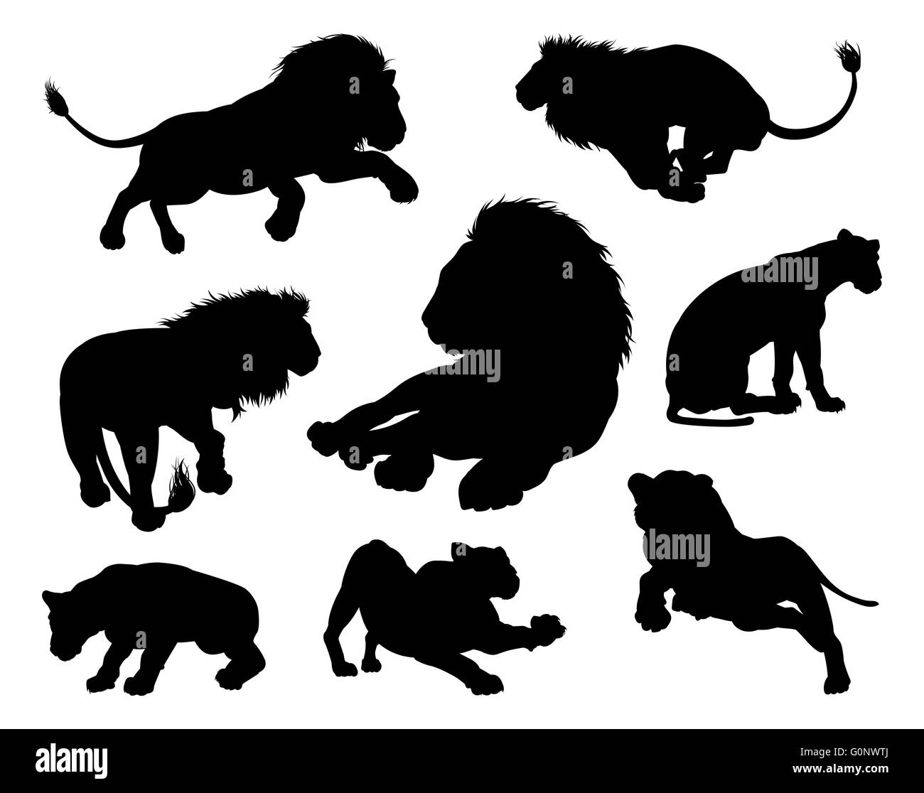 Lion de silhouettes. Les lions mâles et femelles en silhouette dans diverses poses Banque D'Images
