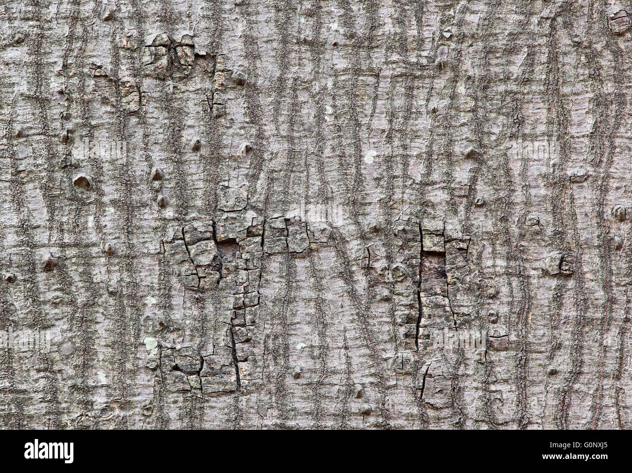 Close up of silk cotton tree bark montrant la texture rugueuse Banque D'Images
