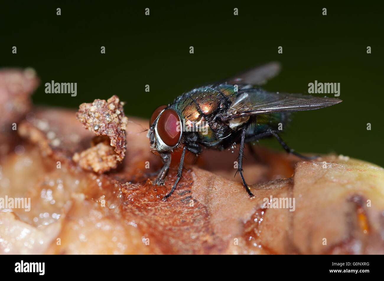 De l'insecte macro shot - fly Banque D'Images
