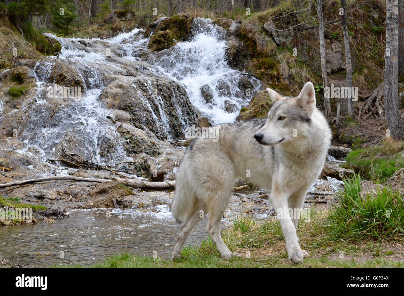 Loup gris Banque D'Images