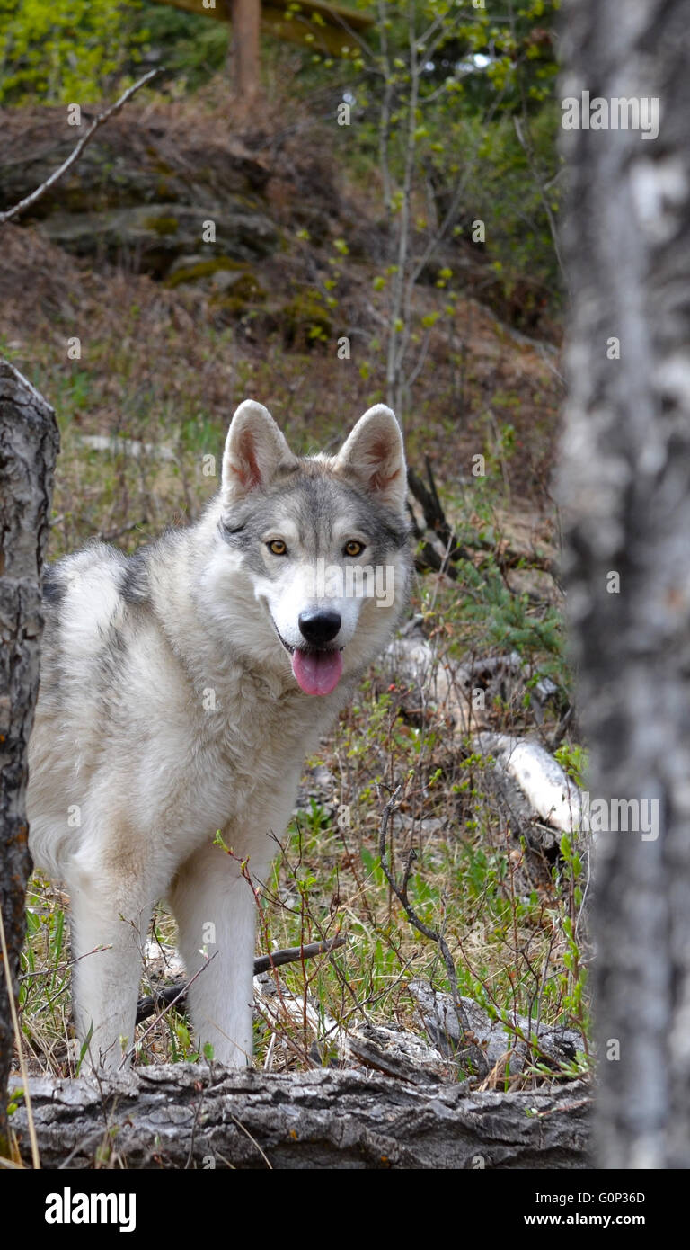 Loup gris Banque D'Images