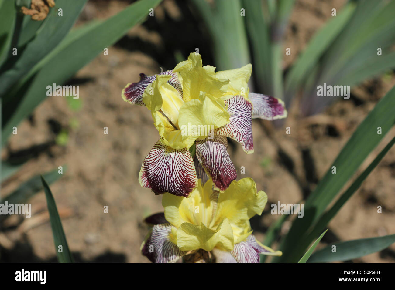 Iris Iris variegata, Hongrois, herbe vivace rhizomateuse, tiges ramifiées, légèrement côtelée falciformes feuilles, fleurs jaune-blanc Banque D'Images