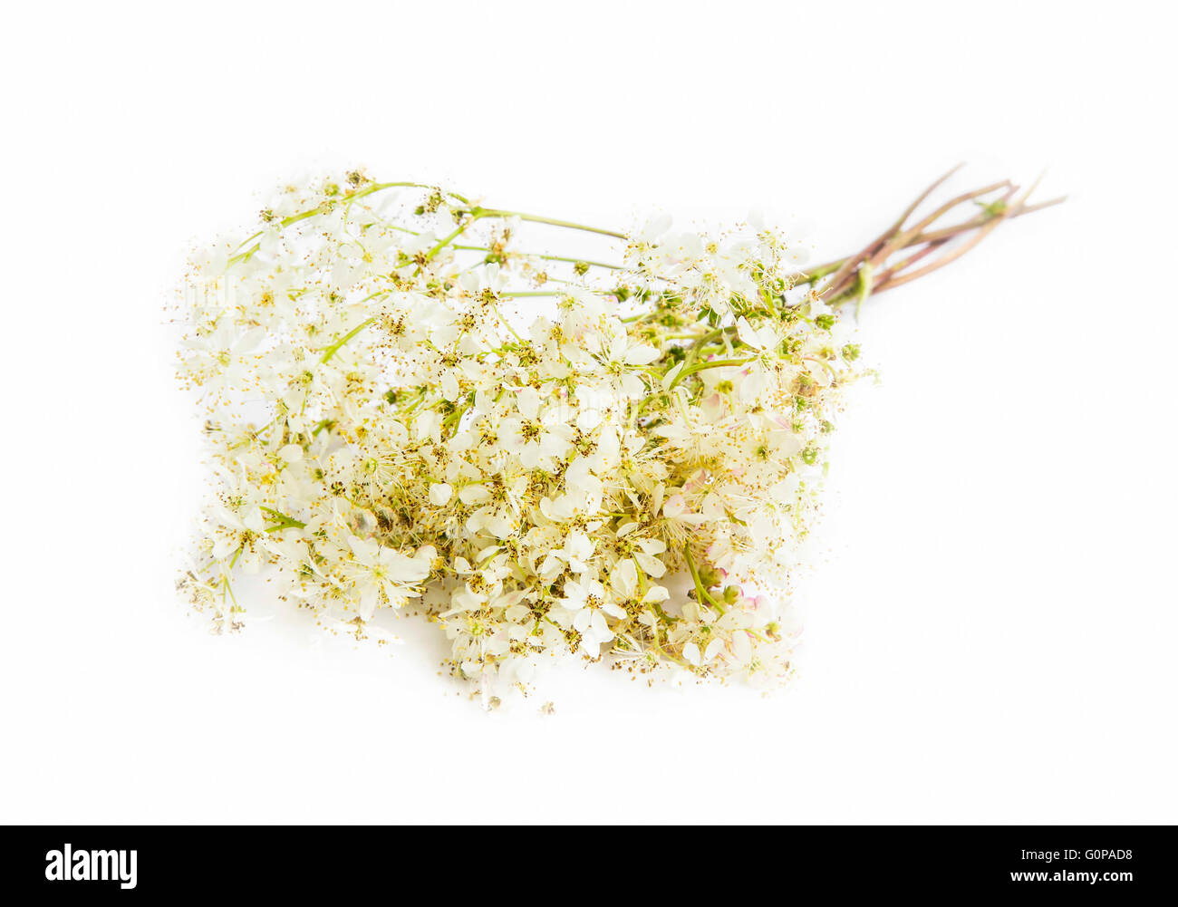 Fleurs médicinales, sauvage Galium flower isolated Banque D'Images