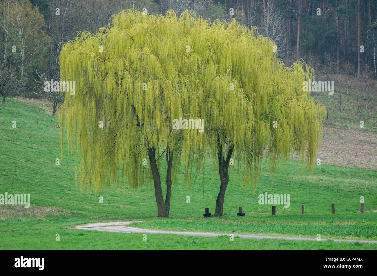 Deux saules pleureurs en herbe au printemps willow Banque D'Images