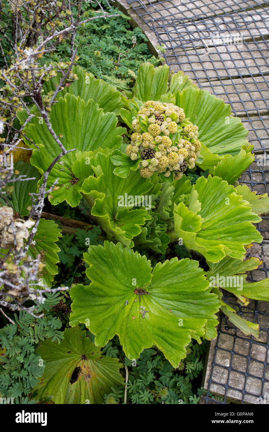 La Nouvelle-Zélande, îles Auckland, Enderby Island. Stilbocarpa polaris, de mégaherbes endémique. Banque D'Images