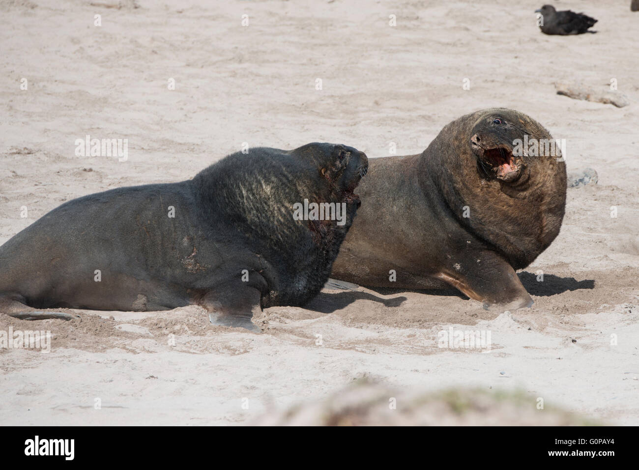 La Nouvelle-Zélande, îles Auckland, Île Enderby, Sandy Bay. Grand mâle Nouvelle-zélande lutte contre les lions de mer (Phocarctos hookeri). Banque D'Images