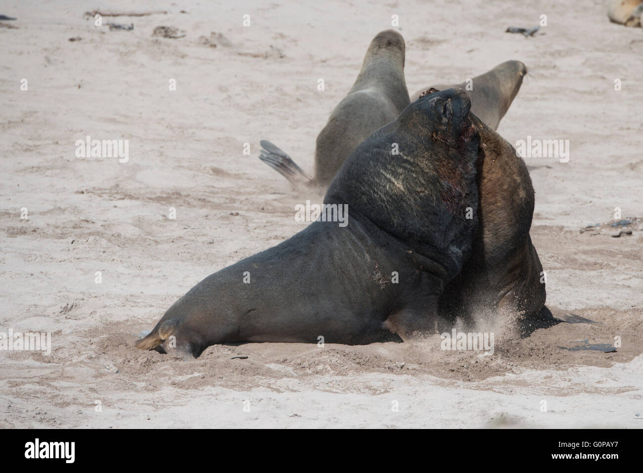 La Nouvelle-Zélande, îles Auckland, Île Enderby, Sandy Bay. Grand mâle Nouvelle-zélande lutte contre les lions de mer (Phocarctos hookeri). Banque D'Images