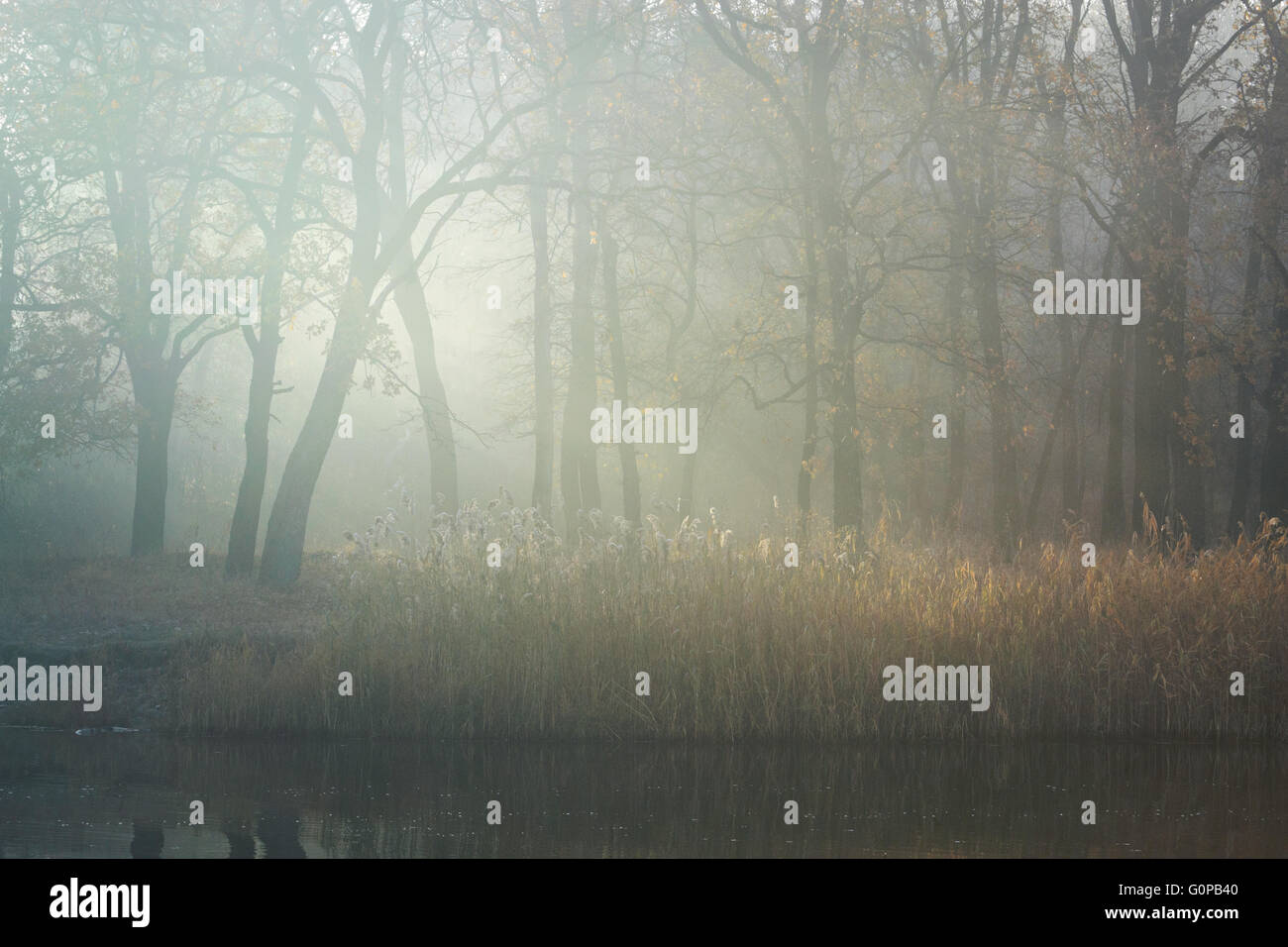 Matin d'automne les rayons du soleil filtrant à travers la brume, au milieu des arbres Banque D'Images