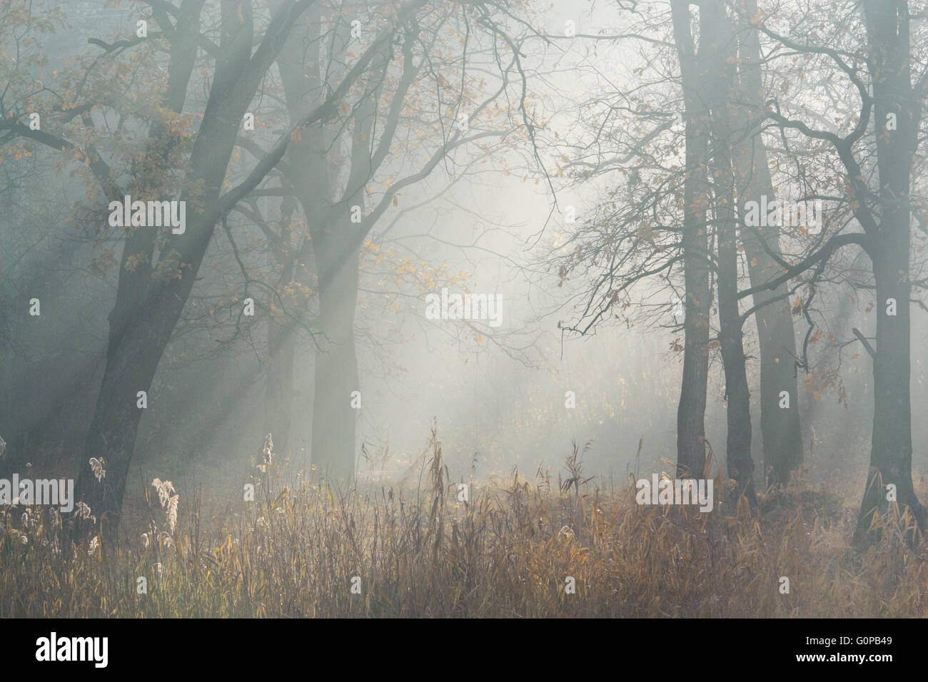 Matin d'automne les rayons du soleil filtrant à travers la brume, au milieu des arbres Banque D'Images