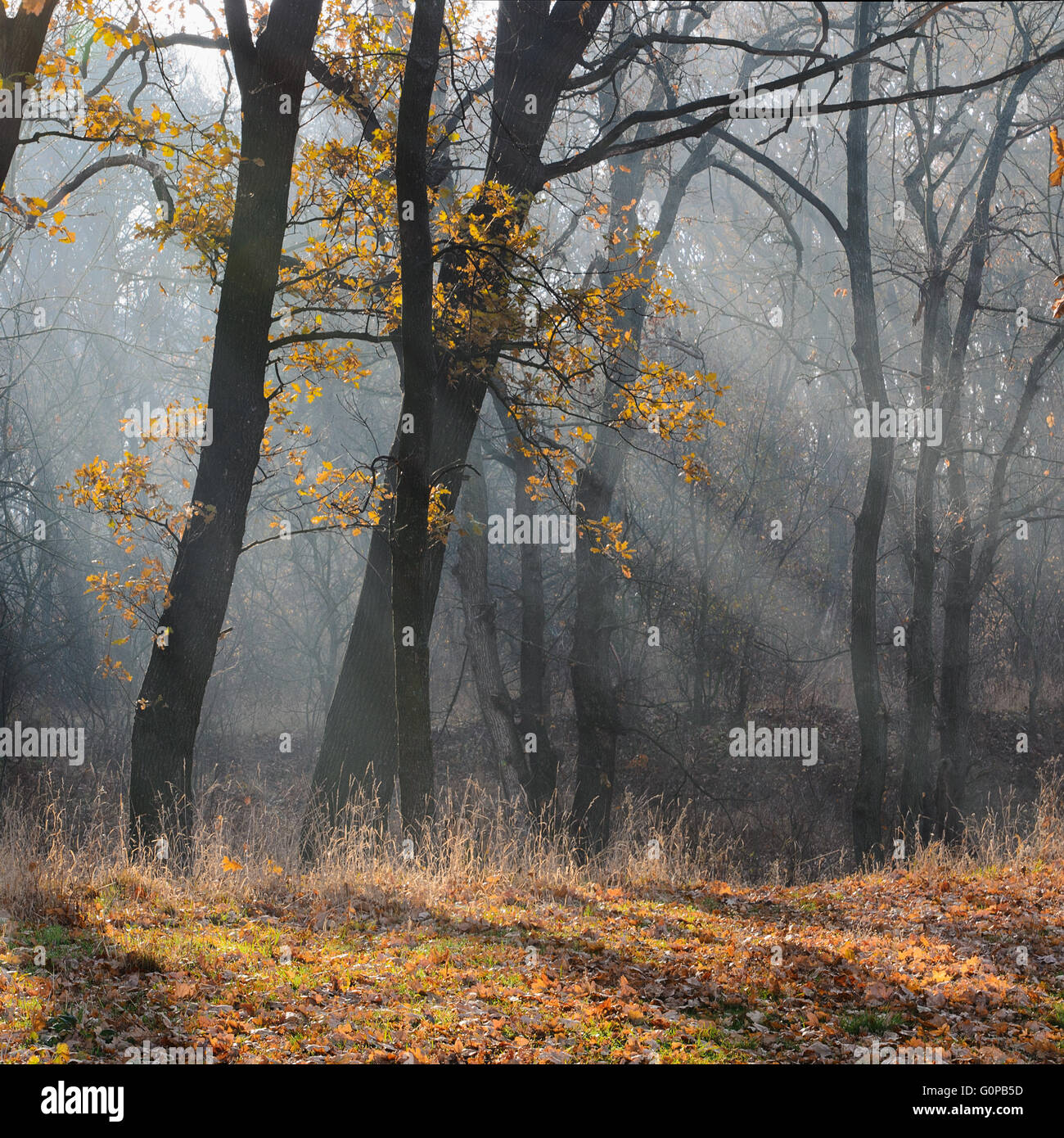 Matin d'automne les rayons du soleil filtrant à travers la brume, au milieu des arbres Banque D'Images