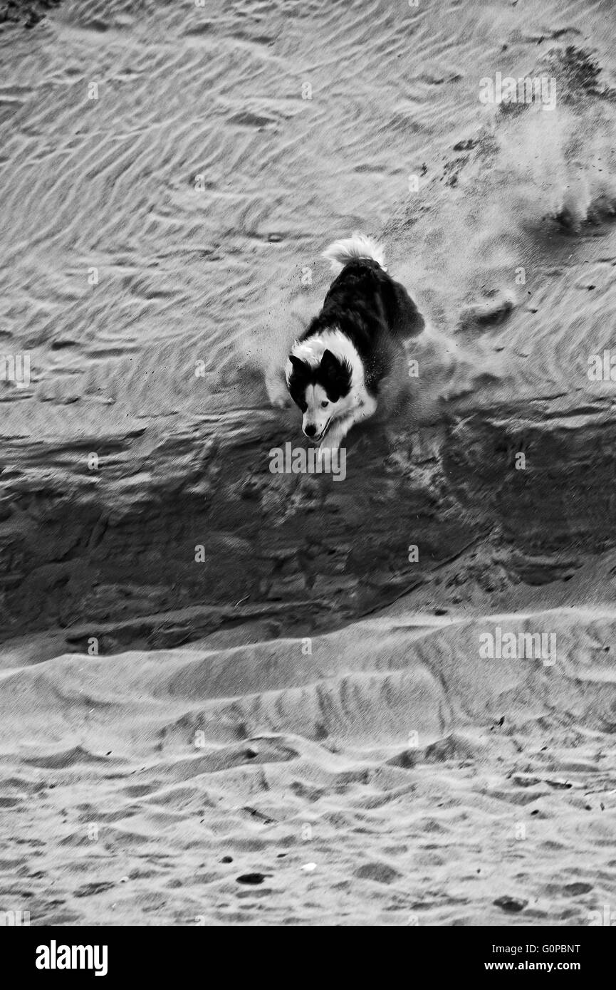 Border Collie sur plage à saltburn dans Yorkshire du nord courant le long des dunes de sable à la mer Banque D'Images