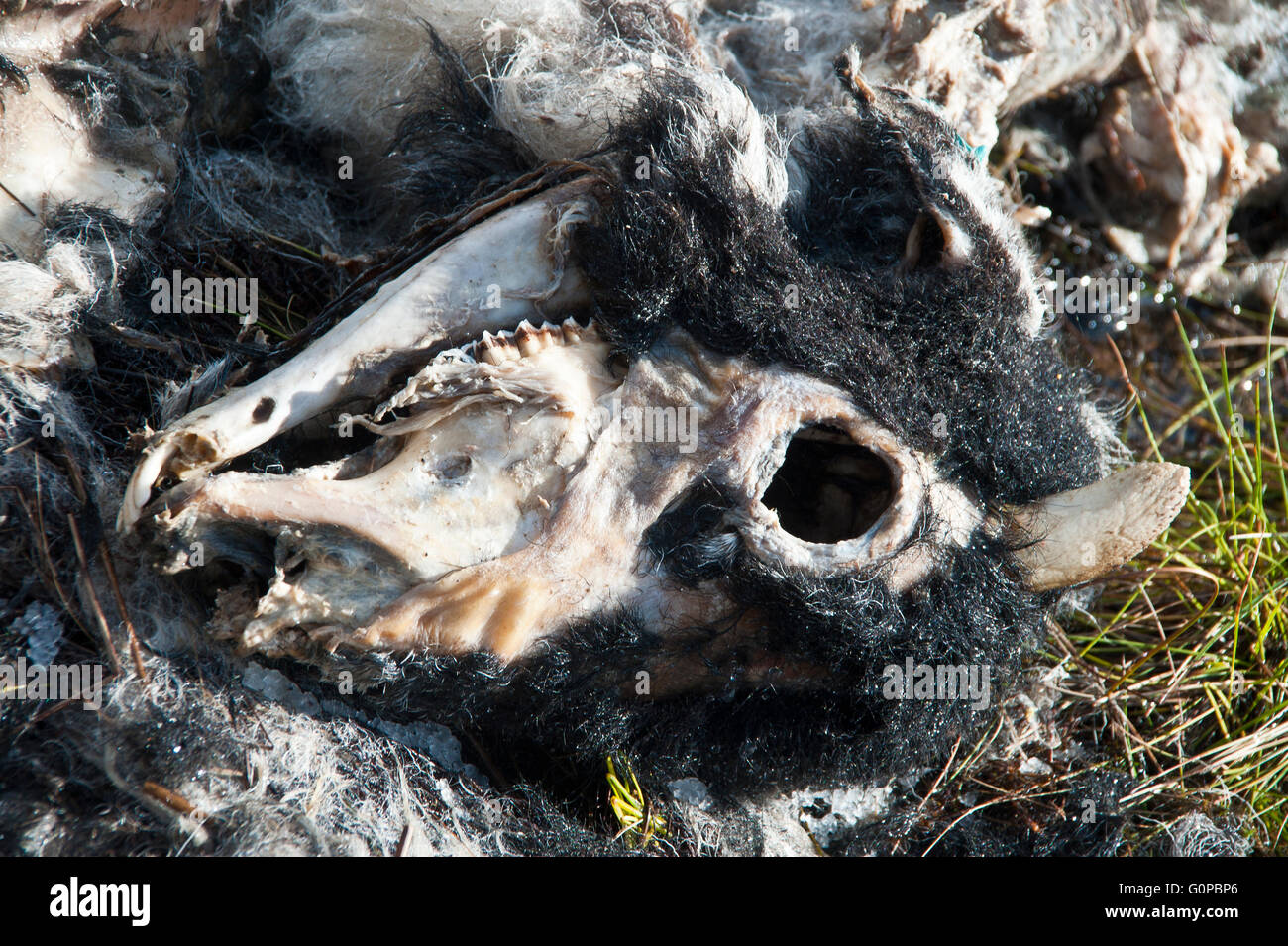Les moutons, brebis, mort, décédé, sans vie, une raideur, pourri, pourri, pourri, pourri, pourri, putride, fétide, de côtes, de la cage thoracique,skull Banque D'Images