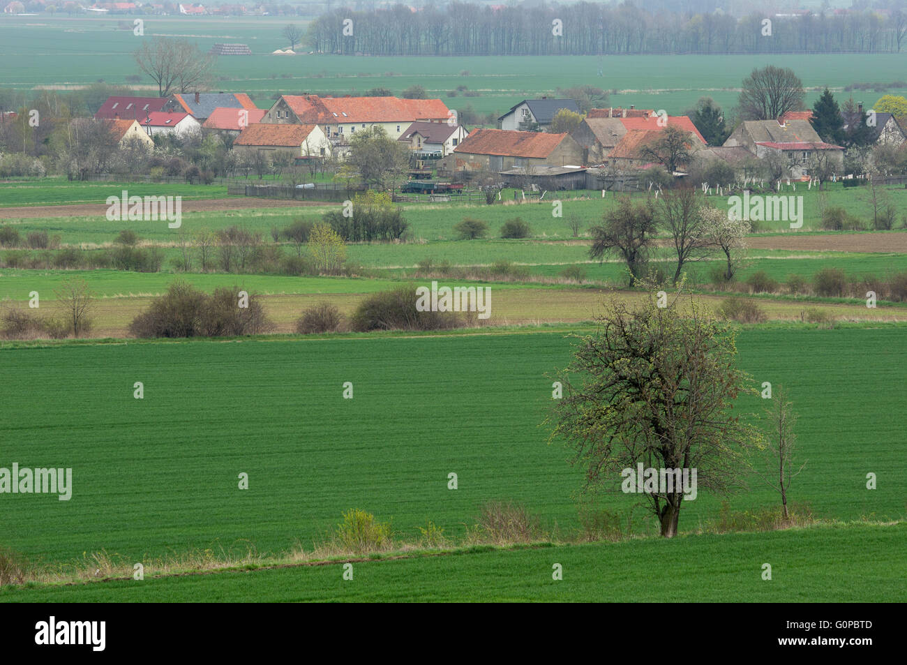 Entre Village vallonné en germination printemps vert ondulé Szymanow champs Basse Silésie Pologne Banque D'Images