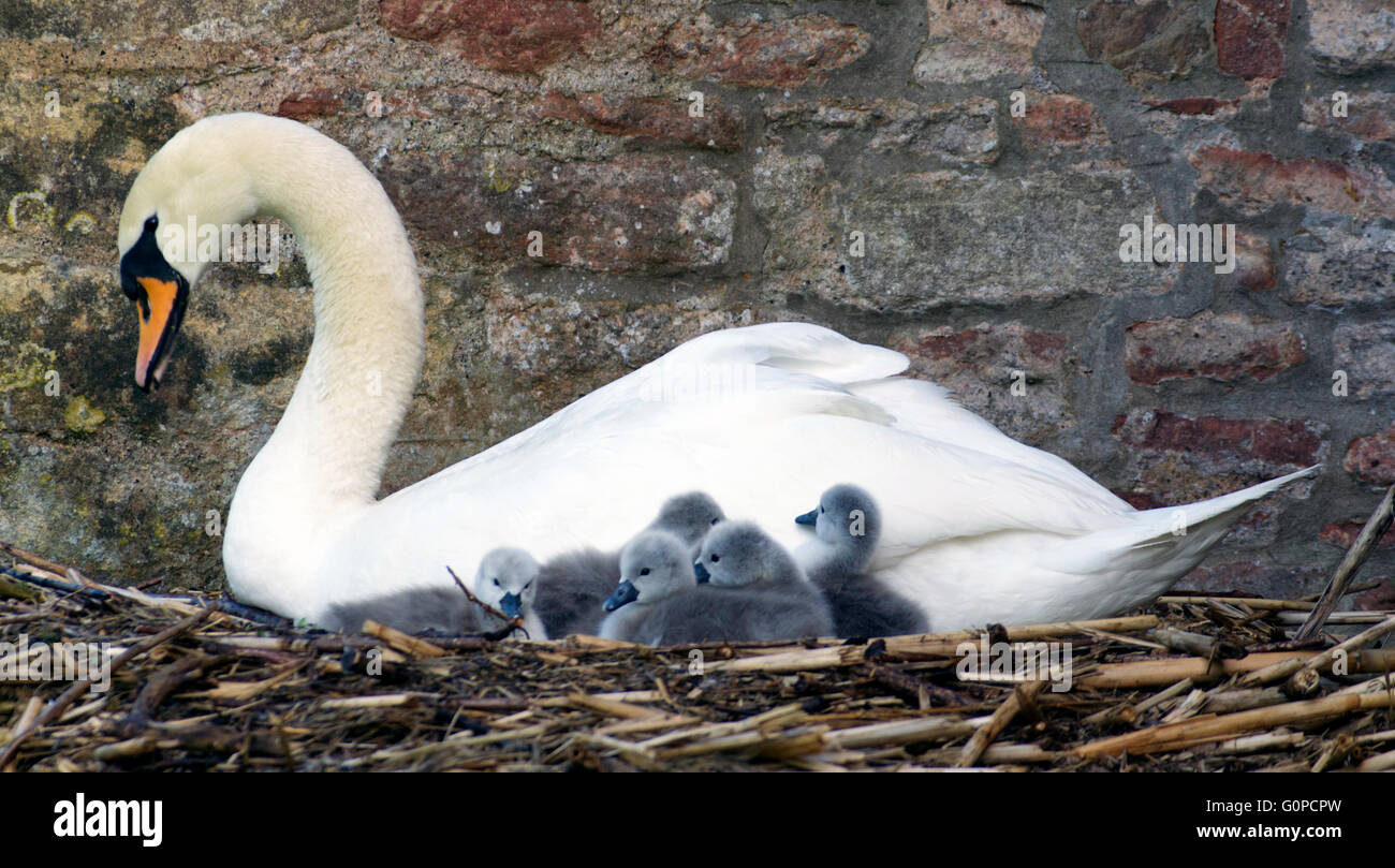 Cygnets Swan et à l'Évêché de Wells, Somerset Banque D'Images