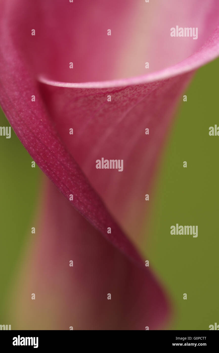 Un close-up of a pink calla lily Zantedeschia plante Banque D'Images