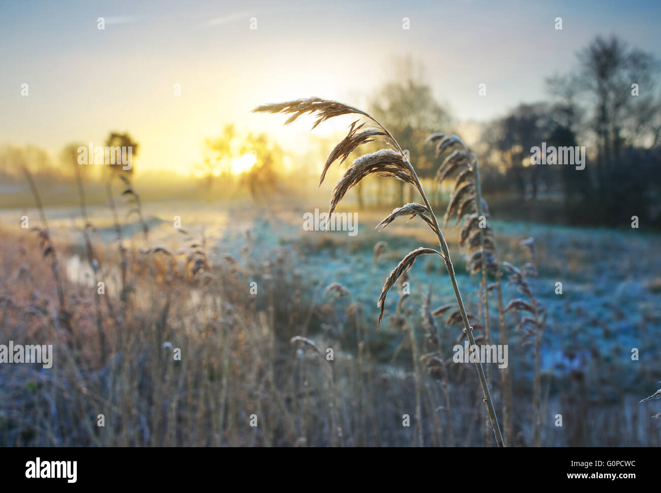 Le soleil freinage d'un matin d'hiver glacial au marais Oulton sur les Norfolk Broads Banque D'Images