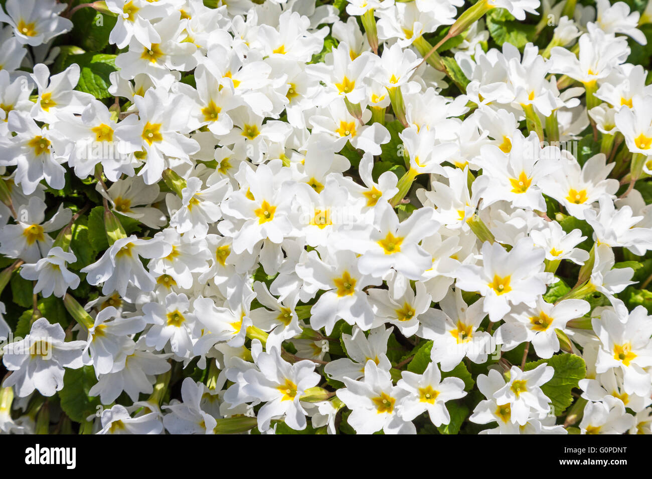 Petites fleurs blanches Banque de photographies et d'images à haute  résolution - Alamy