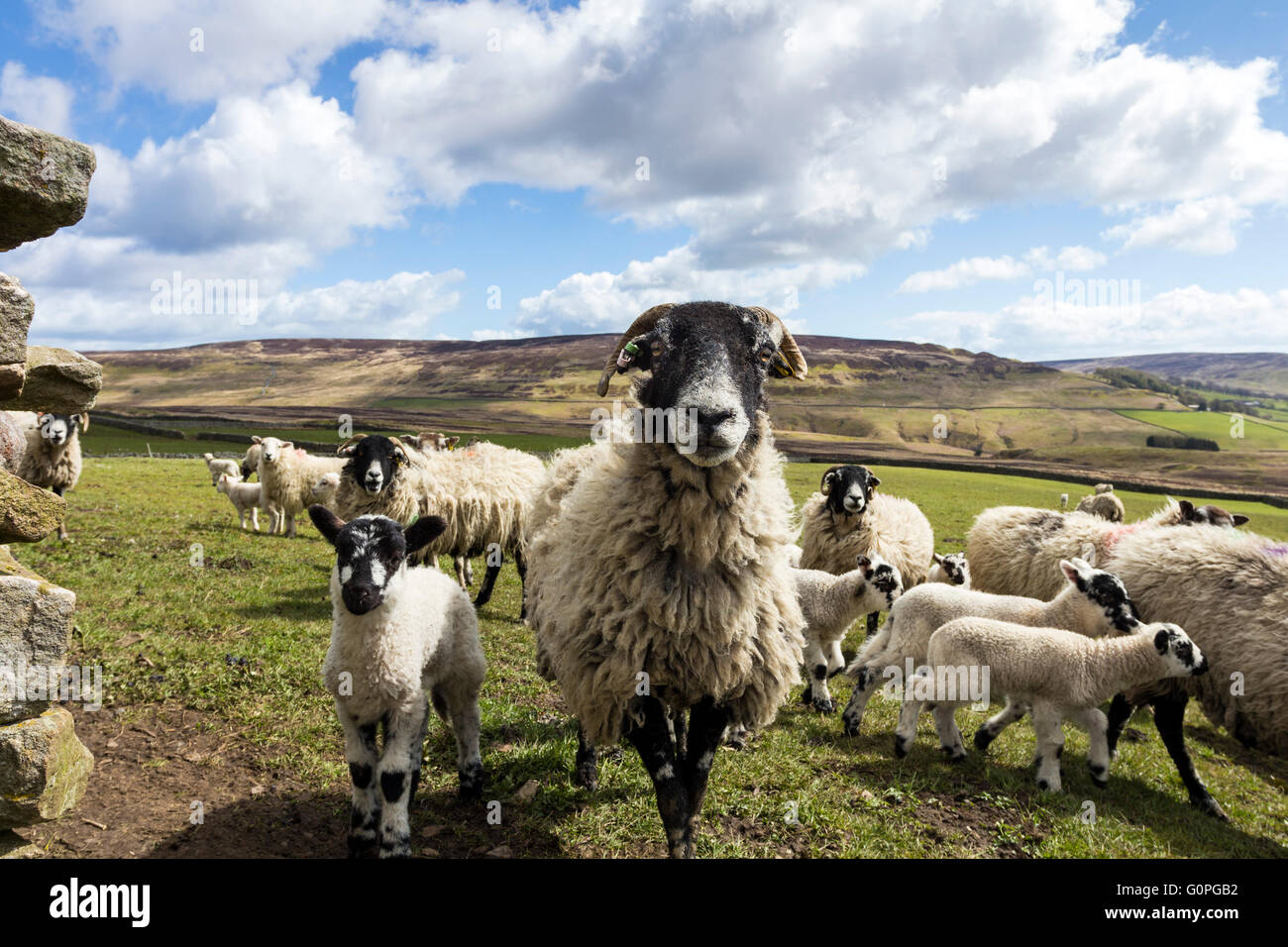 North Pennines Teesdale, County Durham, Royaume-Uni. Mardi 3 mai 2016. Météo britannique. Le temps frais se poursuit dans le Nord de l'Angleterre, où les agriculteurs sont encore fournir des aliments complémentaires tels que le foin et l'ensilage pour certains animaux. Les animaux connaissent leur temps d'alimentation et toute personne passant par est parfois rencontré avec des moutons dans l'espoir d'un flux. Crédit : David Forster/Alamy Live News Banque D'Images