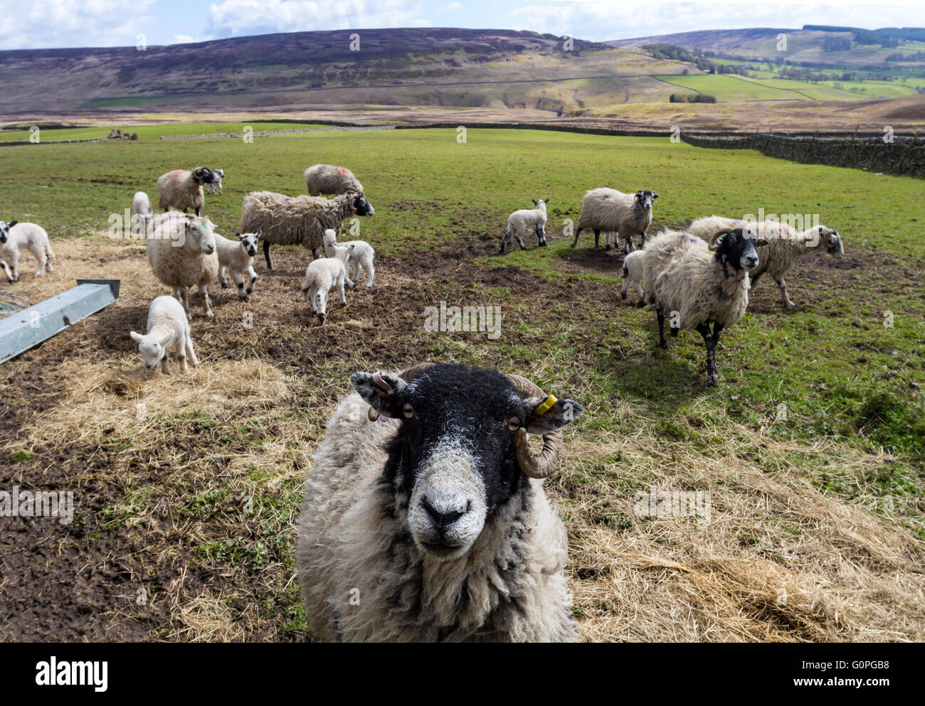 North Pennines Teesdale, County Durham, Royaume-Uni. Mardi 3 mai 2016. Météo britannique. Le temps frais se poursuit dans le Nord de l'Angleterre, où les agriculteurs sont encore fournir des aliments complémentaires tels que le foin et l'ensilage pour certains animaux. Les animaux connaissent leur temps d'alimentation et toute personne passant par est parfois rencontré avec des moutons dans l'espoir d'un flux. Crédit : David Forster/Alamy Live News Banque D'Images