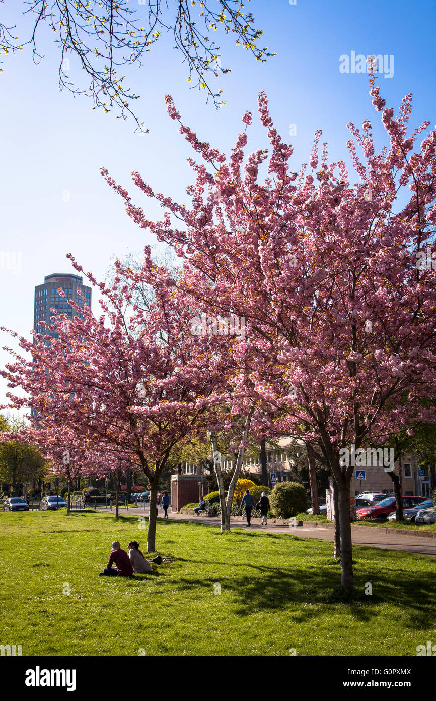 Europa, l'Allemagne, Cologne, parc au Theodor-Heuss-Ring près du square, Ebertplatz cerisiers florissant. Banque D'Images Europa, l'Allemagne, Cologne, parc au Theodor-Heuss-Ring près du square, Ebertplatz cerisiers florissant. Banque D'Images