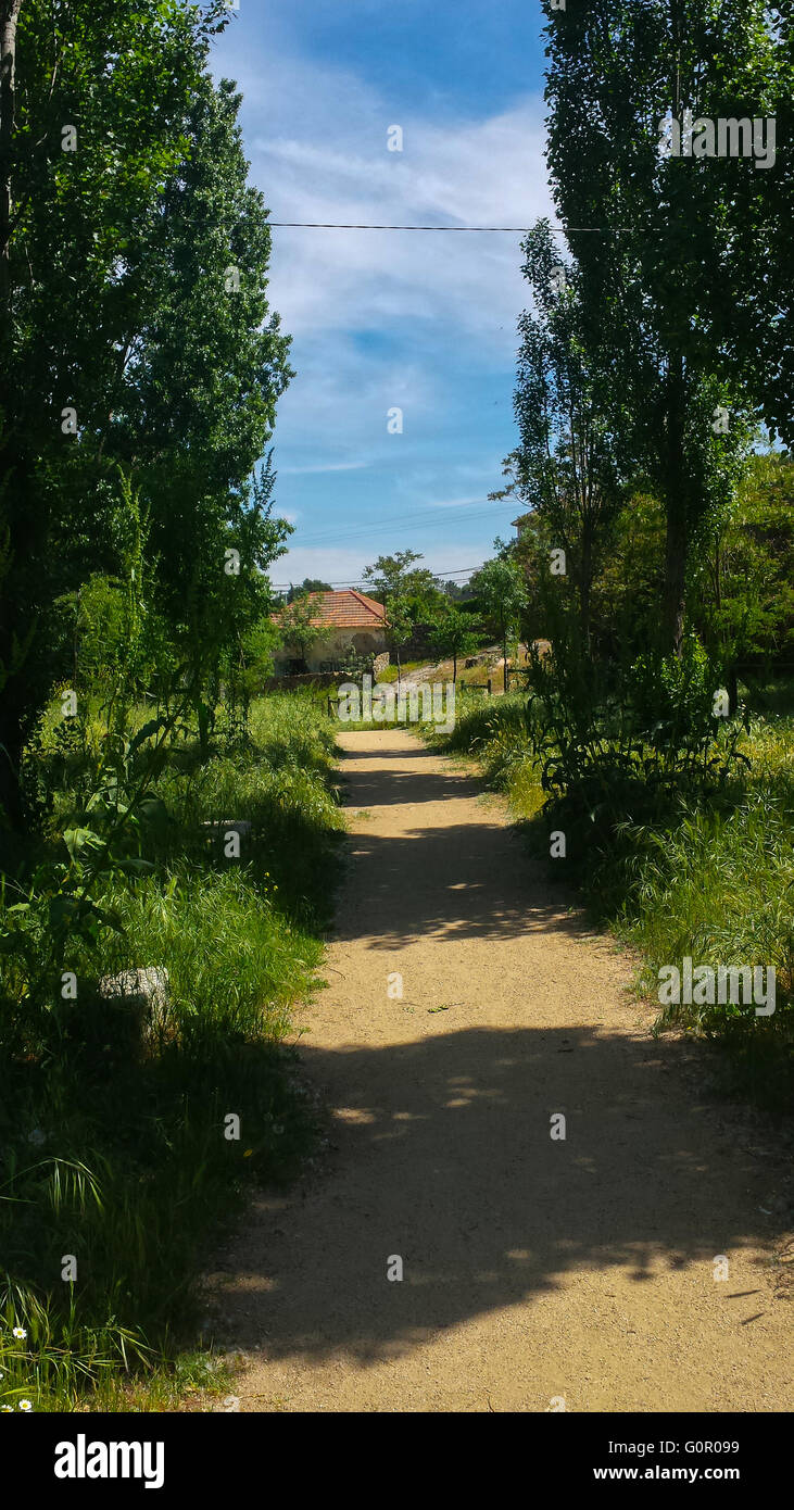 Chemin à travers les arbres dans une forêt Banque D'Images