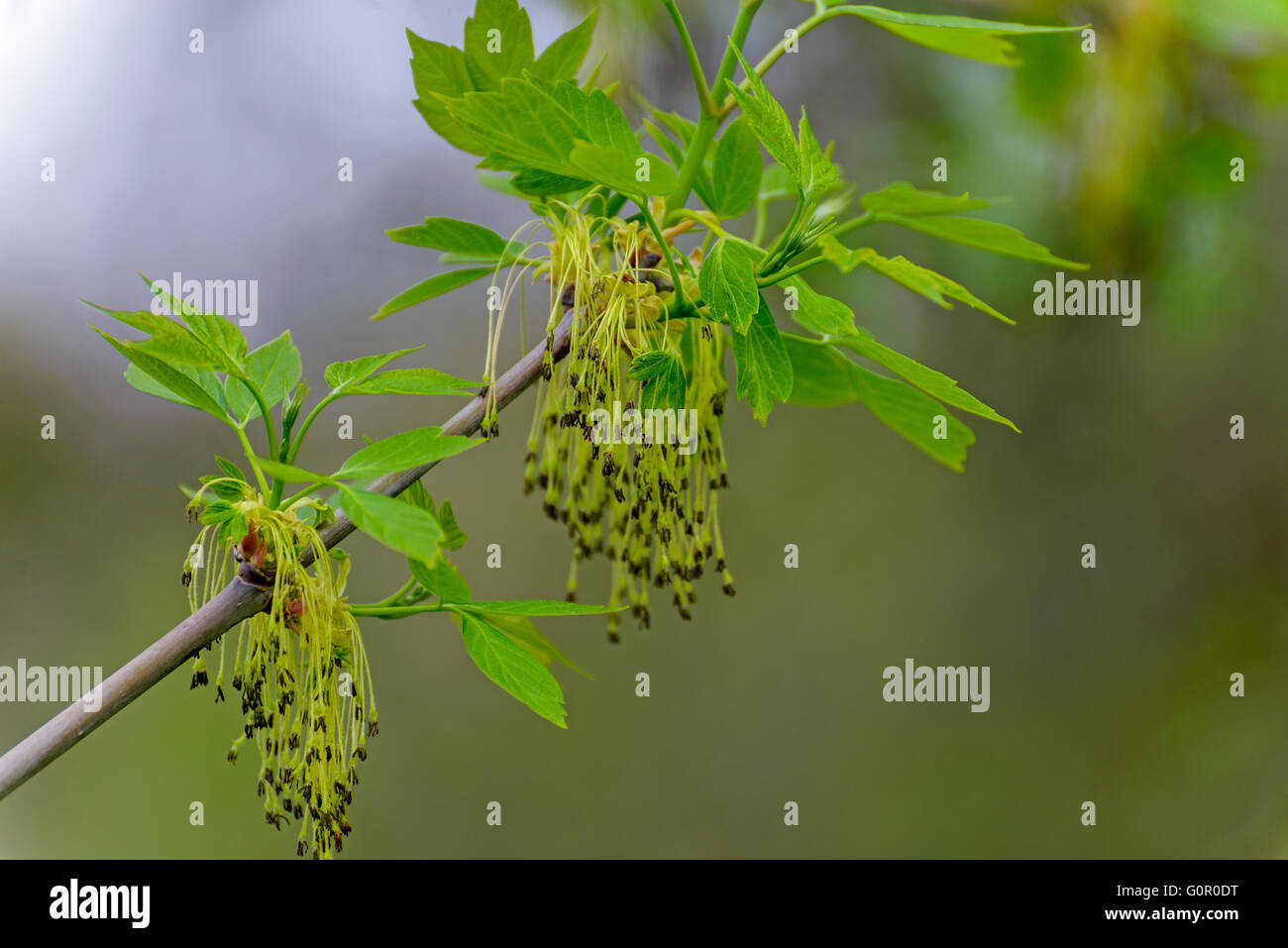 Les branches d'un érable d'Amérique floraison Banque D'Images