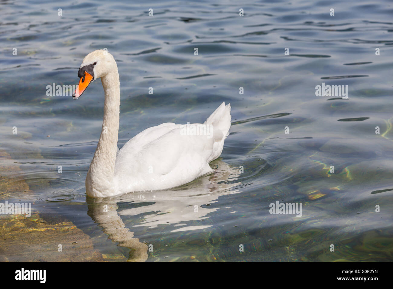 Vue rapprochée d'un cygne blanc flottant sur l'eau verte dans un lac. Banque D'Images