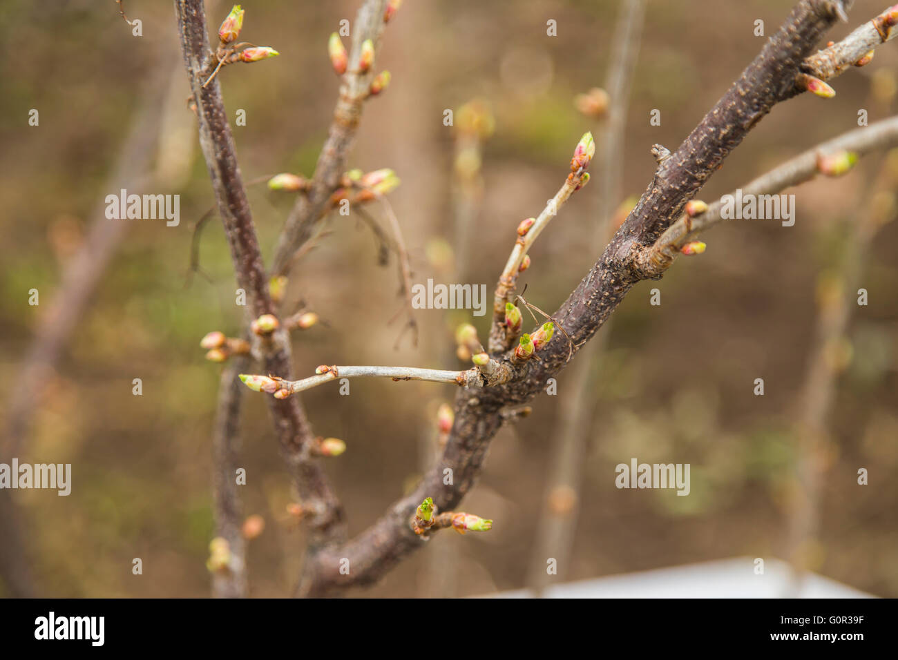 Bourgeon d'arbre au début du printemps Banque D'Images
