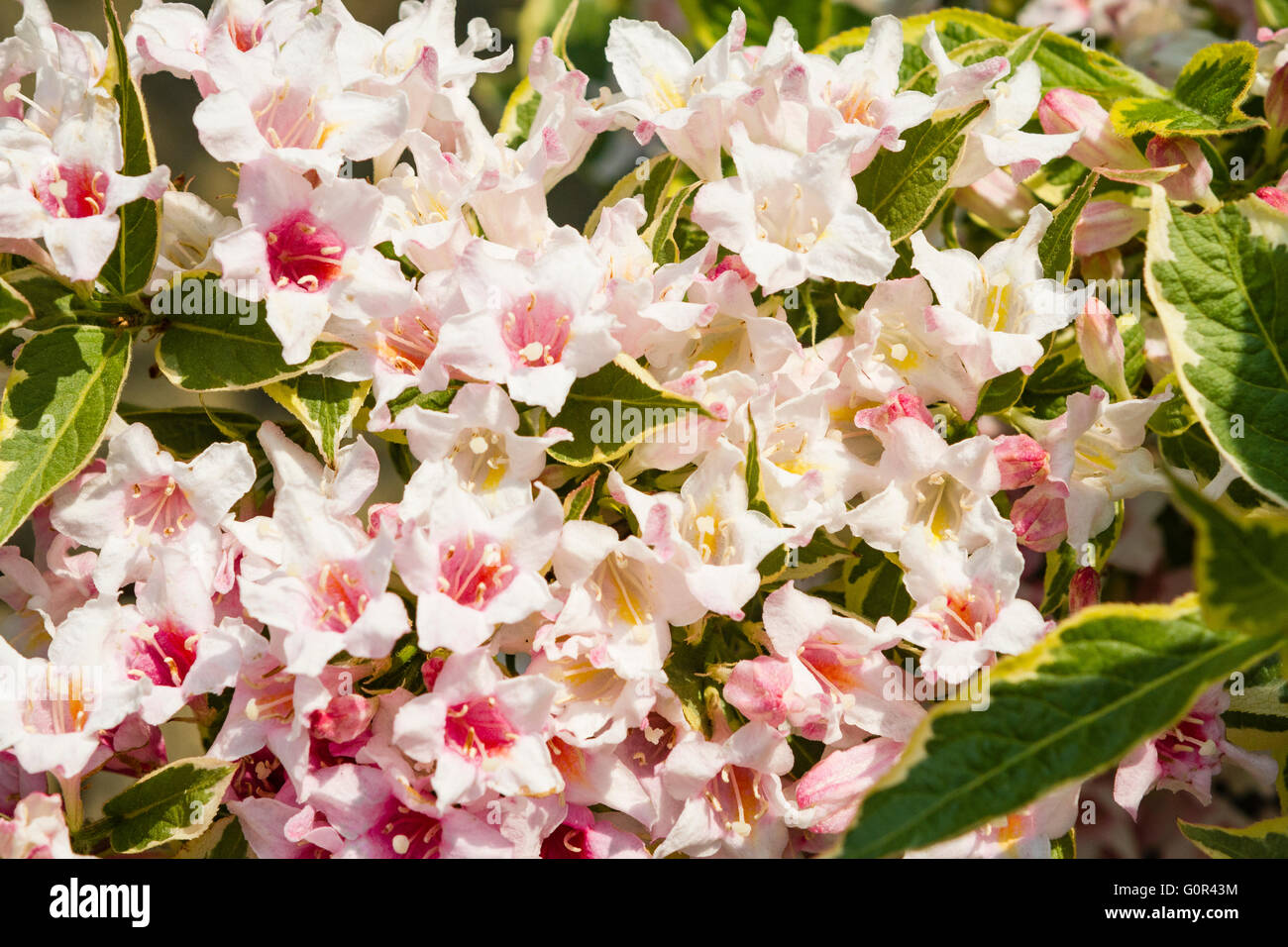 Le arbuste de weigela (alias weigelia, wygela,) produit de belles fleurs roses et blanches à la fin du printemps dans de nombreux jardins de Grande-Bretagne Banque D'Images